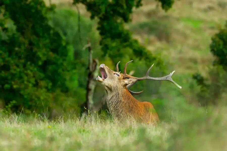 17 stage photo animaliere brame du cerf en france amar guillen photographe