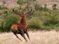 18 stage photo animaliere brame du cerf en france amar guillen photographe
