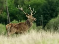 19 stage photo animaliere brame du cerf en france amar guillen photographe