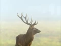 21 stage photo animaliere brame du cerf en france amar guillen photographe