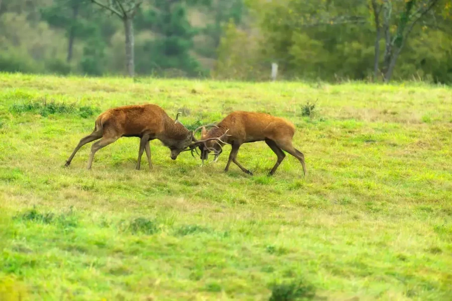 24 stage photo animaliere brame du cerf en france amar guillen photographe