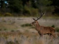 25 stage photo animaliere brame du cerf en france amar guillen photographe