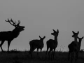 stage photo brame du cerf 16 octobre 2022
