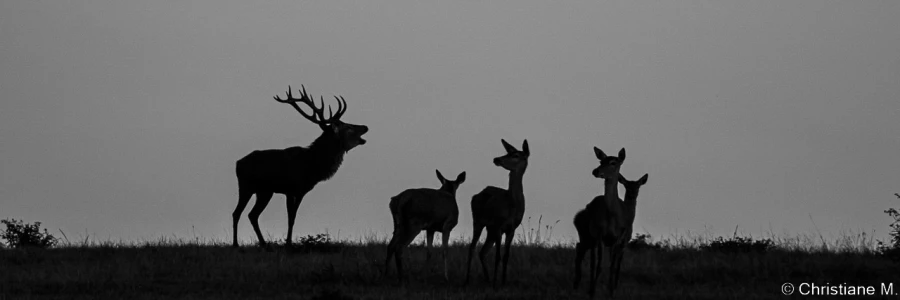 stage photo brame du cerf 16 octobre 2022