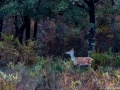 stage photo brame du cerf 16 octobre 2022