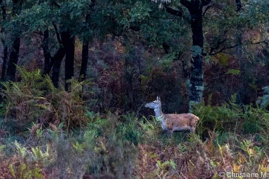 stage photo brame du cerf 16 octobre 2022