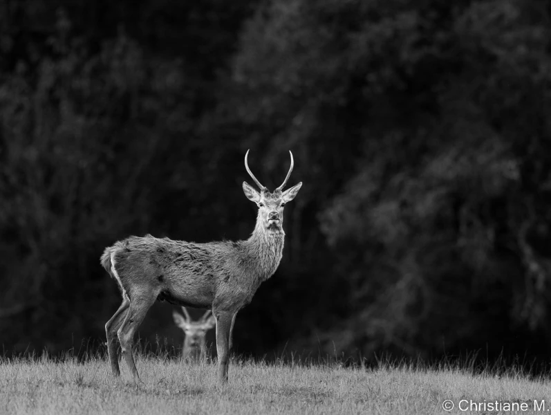 stage photo brame du cerf 16 octobre 2022