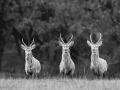 stage photo brame du cerf 16 octobre 2022