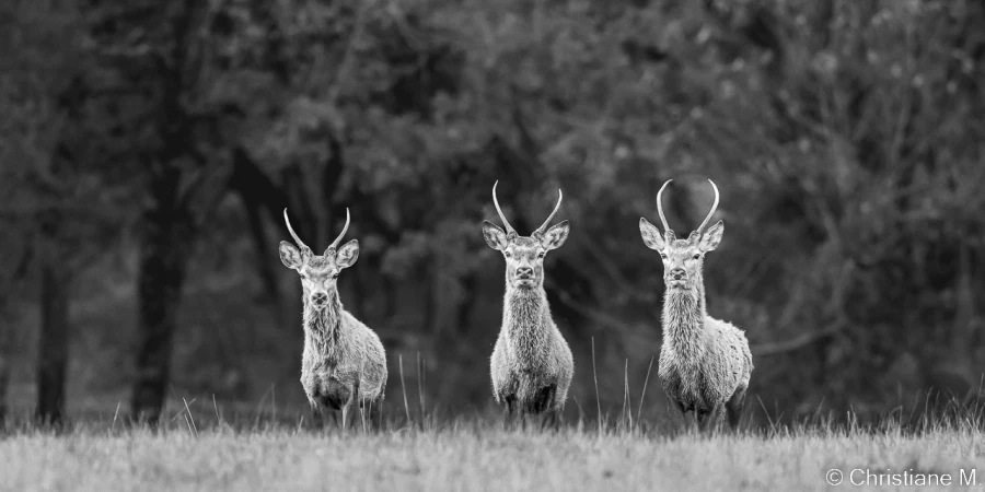 stage photo brame du cerf 16 octobre 2022