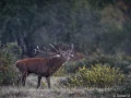 stage photo brame du cerf 16 octobre 2022