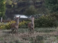 stage photo brame du cerf 16 octobre 2022