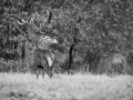 stage photo brame du cerf 16 octobre 2022