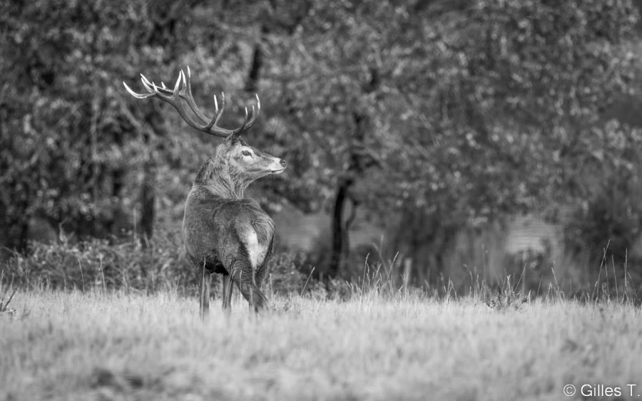 stage photo brame du cerf 16 octobre 2022