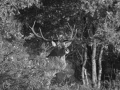 stage photo brame du cerf 16 octobre 2022