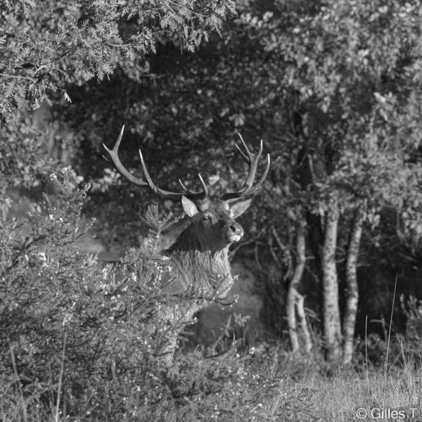 stage photo brame du cerf 16 octobre 2022