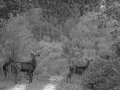 stage photo brame du cerf 16 octobre 2022