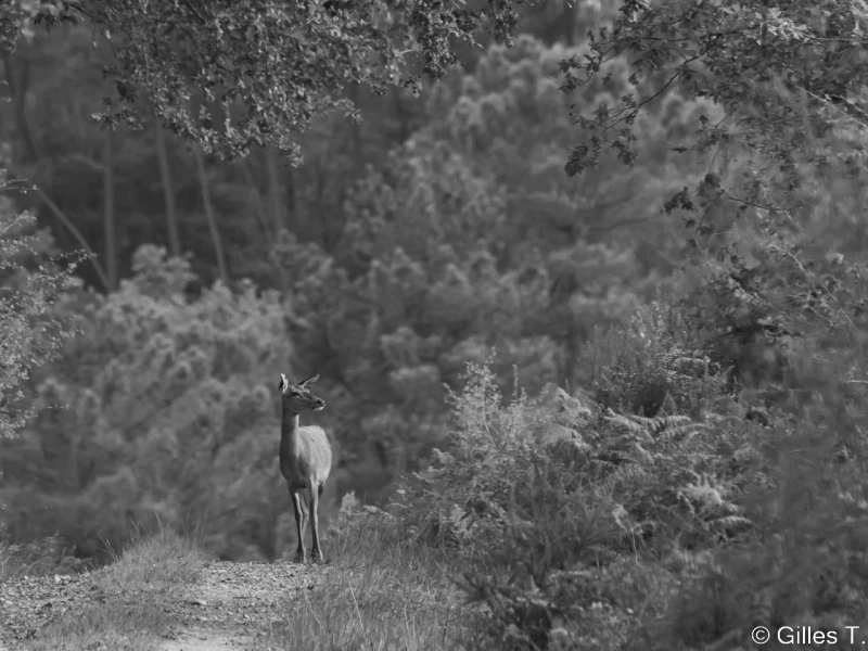 stage photo brame du cerf 16 octobre 2022