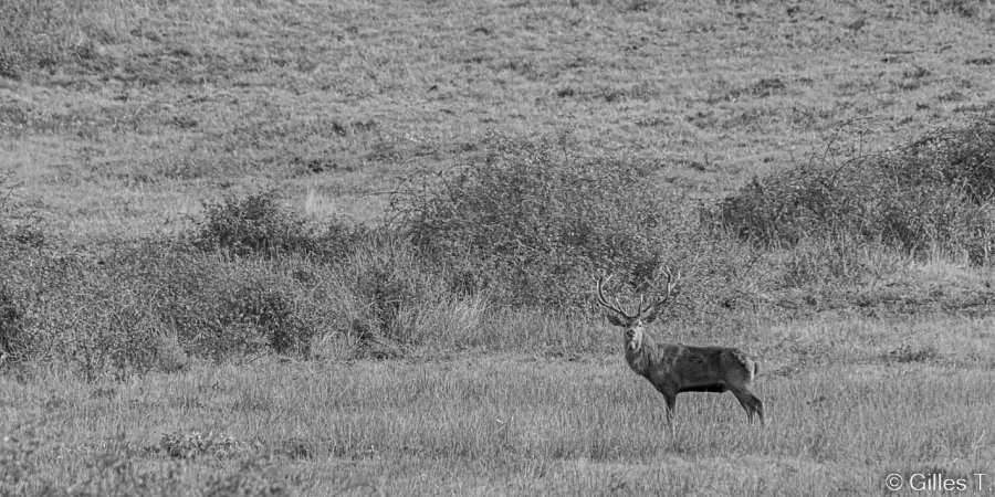 stage photo brame du cerf 16 octobre 2022
