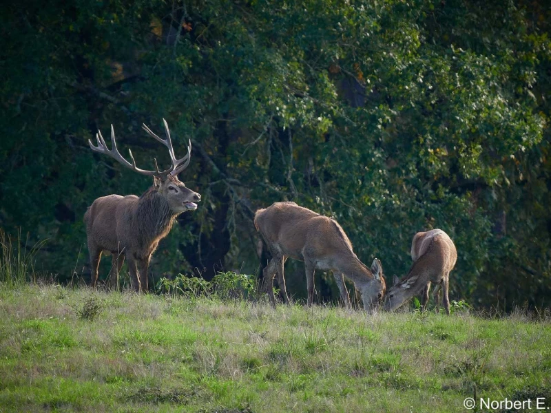 stage photo brame du cerf 16 octobre 2022