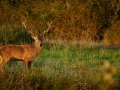 stage photo brame du cerf 16 octobre 2022