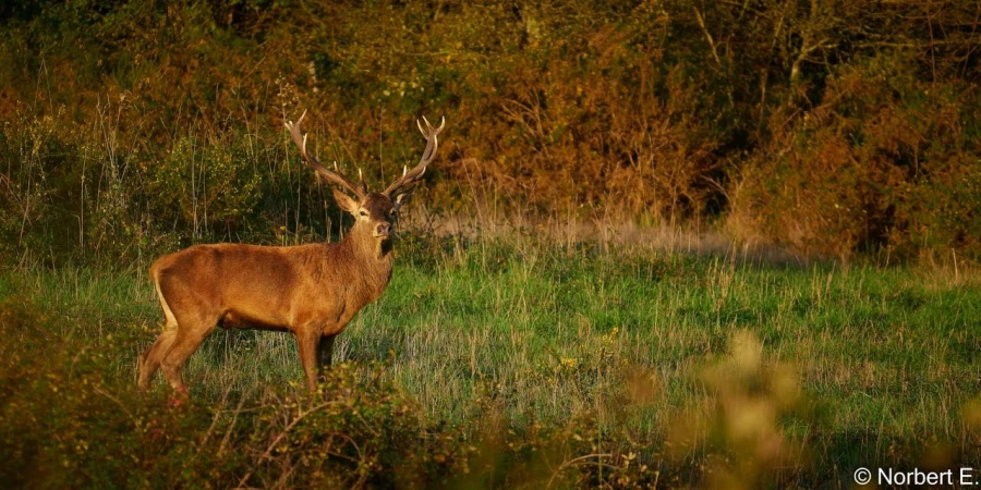 stage photo brame du cerf 16 octobre 2022