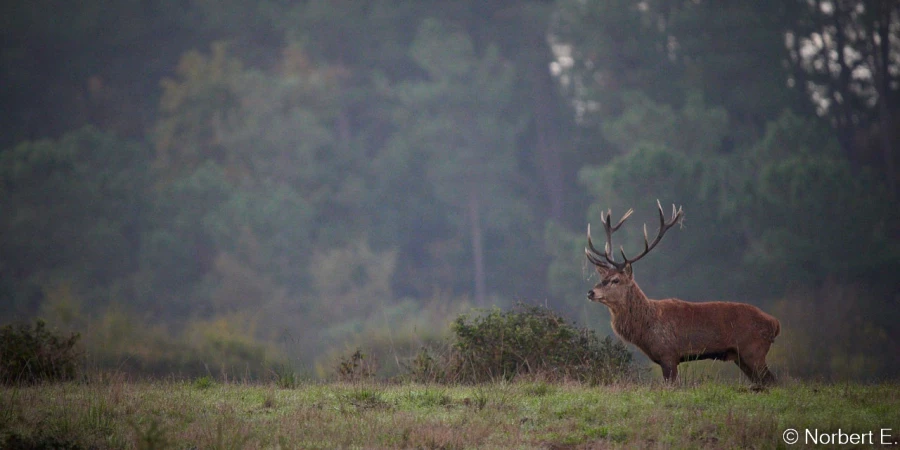 stage photo brame du cerf 16 octobre 2022