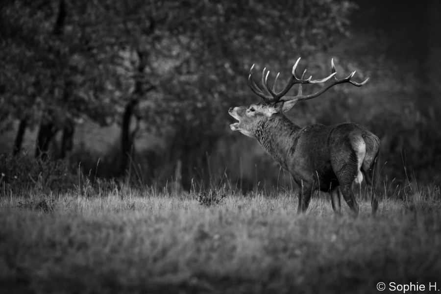 stage photo brame du cerf 16 octobre 2022
