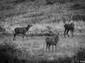 stage photo brame du cerf 16 octobre 2022