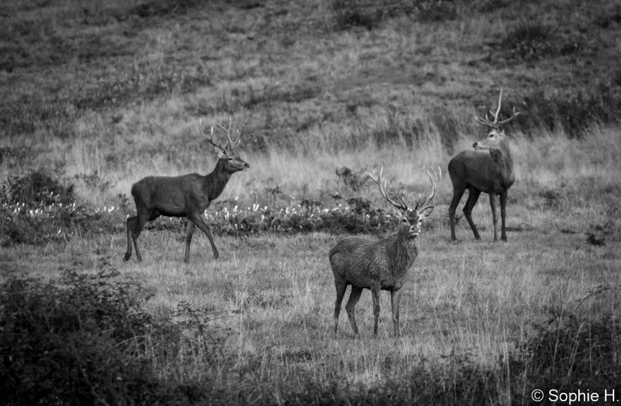 stage photo brame du cerf 16 octobre 2022