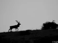 stage photo brame du cerf 16 octobre 2022
