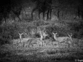 stage photo brame du cerf 16 octobre 2022