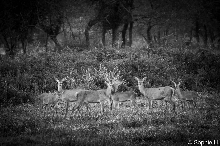 stage photo brame du cerf 16 octobre 2022