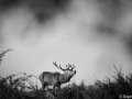 stage photo brame du cerf 16 octobre 2022