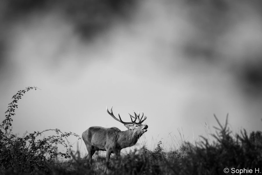 stage photo brame du cerf 16 octobre 2022