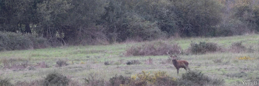 stage photo brame du cerf 16 octobre 2022