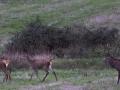 stage photo brame du cerf 16 octobre 2022