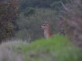 stage photo brame du cerf 16 octobre 2022
