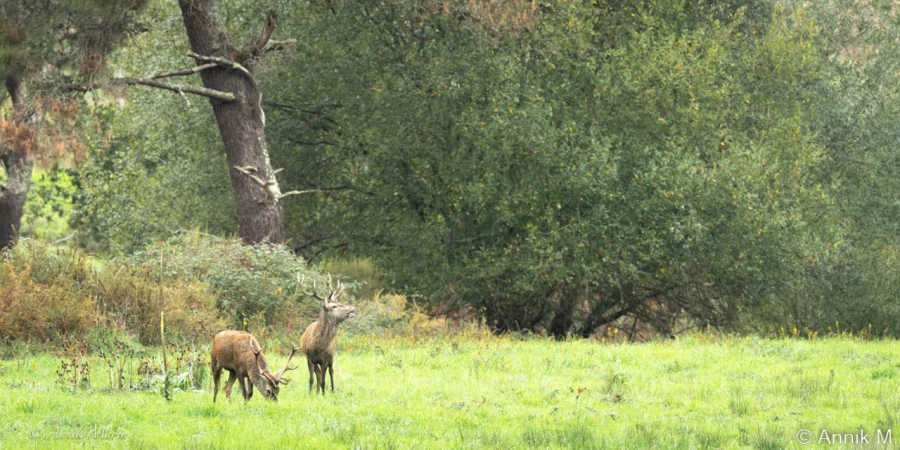 stage photo brame du cerf 2 novembre 2022