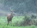 stage photo brame du cerf 2 novembre 2022