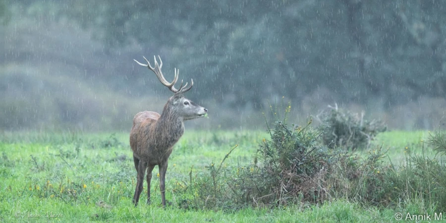 stage photo brame du cerf 2 novembre 2022