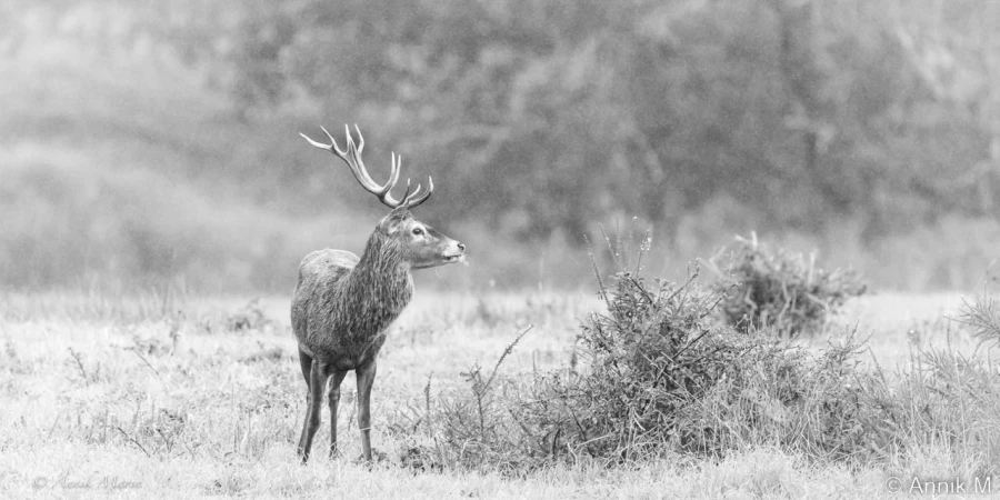 stage photo brame du cerf 2 novembre 2022