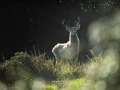 stage photo brame du cerf 2 novembre 2022
