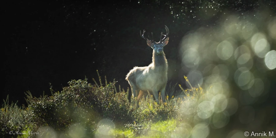 stage photo brame du cerf 2 novembre 2022
