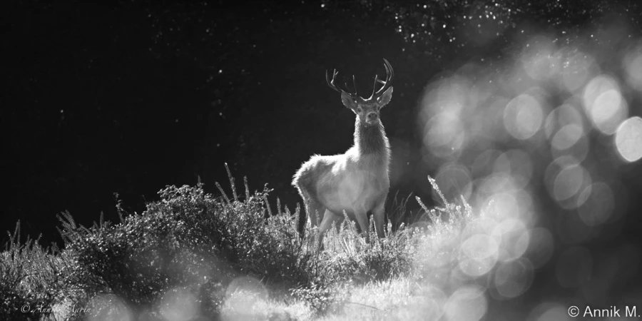 stage photo brame du cerf 2 novembre 2022