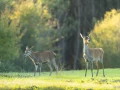 stage photo brame du cerf 2 novembre 2022