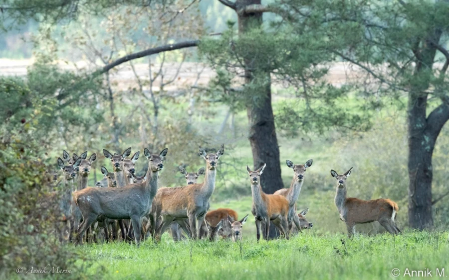 stage photo brame du cerf 2 novembre 2022