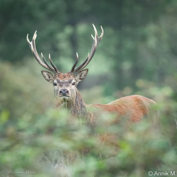 stage photo brame du cerf 2 novembre 2022