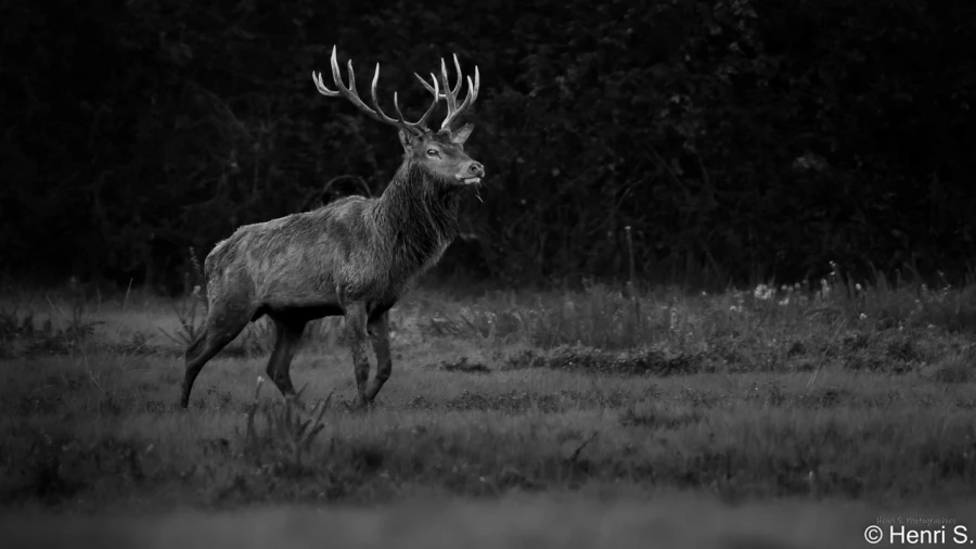 stage photo brame du cerf 2 novembre 2022
