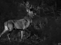 stage photo brame du cerf 2 novembre 2022