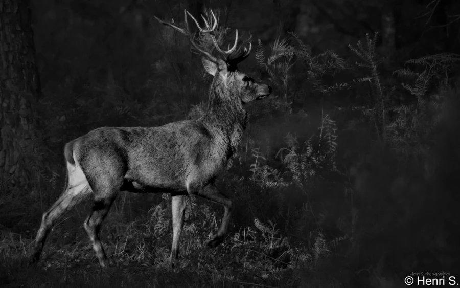 stage photo brame du cerf 2 novembre 2022